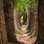 季羡林散文《枸杞树》