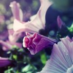 朱自清《荷塘月色》